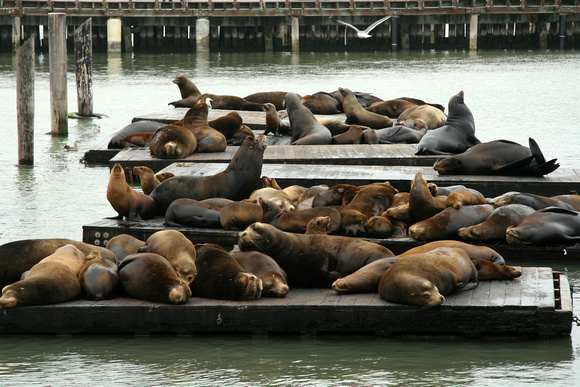 The sea lions at Fisherman's Wharf