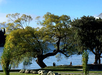 Lovely old trees along the lake