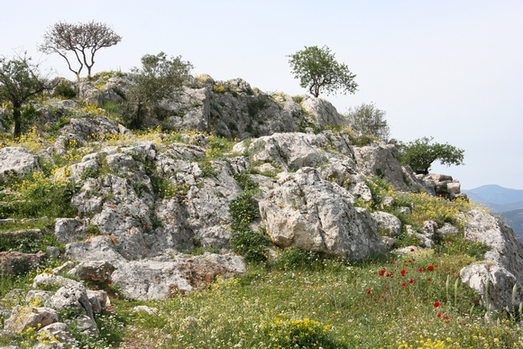 Mycenae bathed in wildflowers