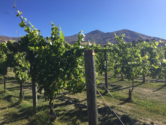 Endless Central Otago vineyards