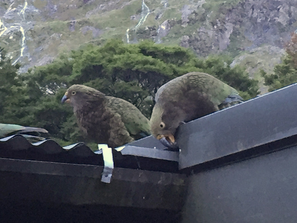 DAY 2: Kea on the roof of Pompolona Lodge (they'll try to eat anything)