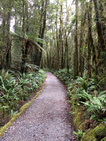 Much of the path is in the rainforest
