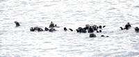 Wildlife sightings: sea otters