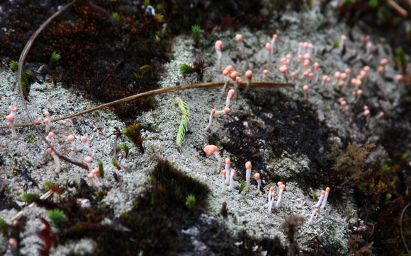 Cloud forest vegetation...these are some tiny pink-tipped mushrooms