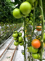 Friðheimar tomato farm
