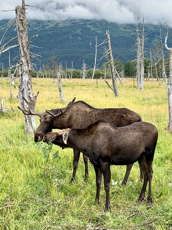 At the Alaska Wildlife Conservation Center
