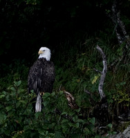 Wildlife sightings: eagle