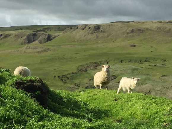 The farm is home to several hundred sheep