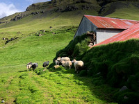 The sheep houses