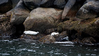 Wildlife sightings: sea lions