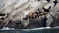 Wildlife sightings: Steller sea lions