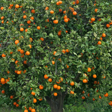 Orange groves