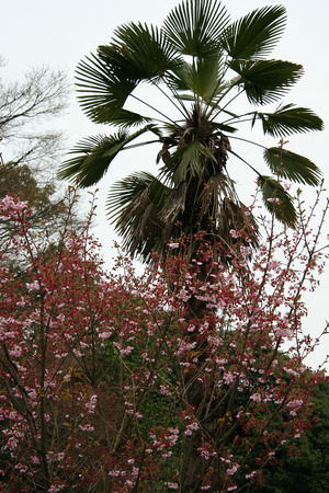 Fushimi Inari Shrine (another cherry tree with palm tree!)