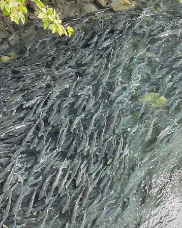 Silver salmon in Tonsina Creek