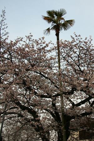 Gion: a palm tree growing in the middle of the cherry tree?