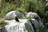 Wildlife sightings: puffin