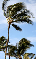 Wind in the palms